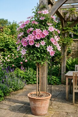 Clematis 'Piilu' tuteur 70 cm C2