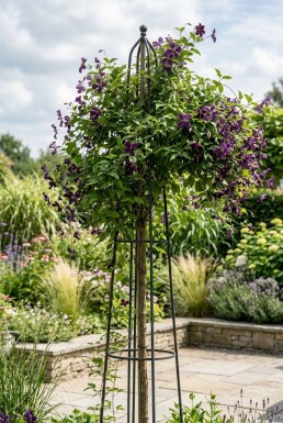 Clematis 'Polish Spirit' tuteur 70 cm C2