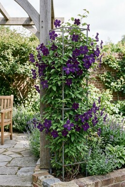 Clematis 'Polish Spirit' sur tige 80-100 cm C2
