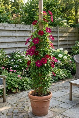 Clematis 'Rouge Cardinal' grimpante 80-100 cm C2