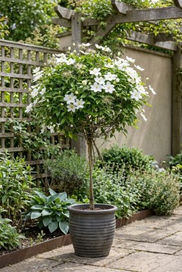 Clematis 'Shirayukihime' grimpante 70 cm C2