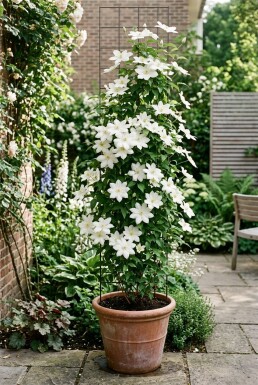Clematis 'Snow Queen' tuteur 70 cm C2
