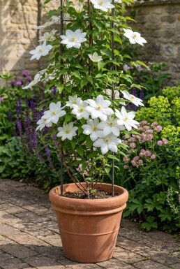 Clematis 'Snow Queen' tuteur 70 cm C2