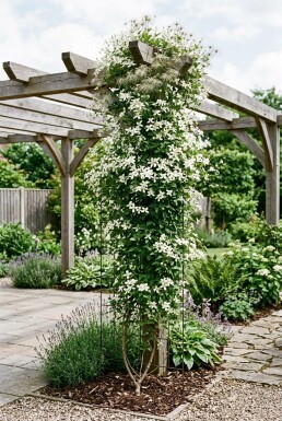 Clematis spooneri tuteur 70 cm C2