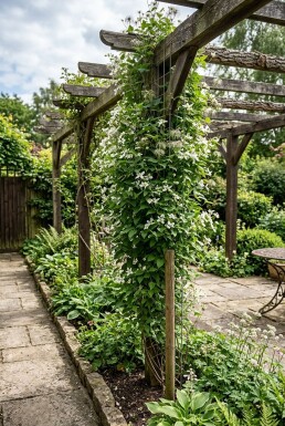 Clematis spooneri 80-100 cm C2
