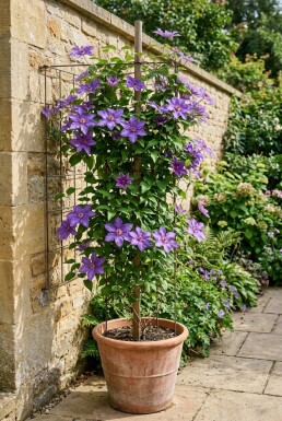 Clematis 'Star of India' sur tige 70 cm C2