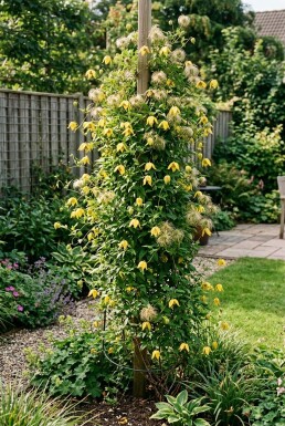 Clematis tangutica tuteurée 70 cm C2