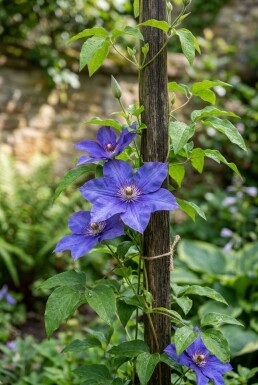 Clematis 'The President' tuteurée 70 cm C2