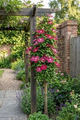 Clematis 'Ville de Lyon' 80-100 cm C2