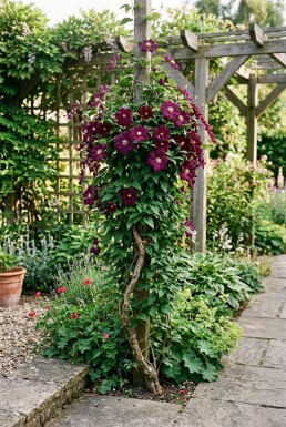 Clematis 'Warszawska Nike' tuteur 70 cm C2