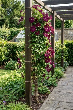 Clematis 'Warszawska Nike' tuteur 70 cm C2