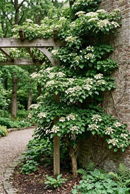 Hydrangea anomala subsp. petiolaris grimpant 60-80 cm C2