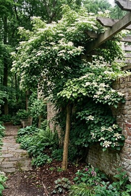 Hydrangea anomala subsp. petiolaris grimpant 60-80 cm C2