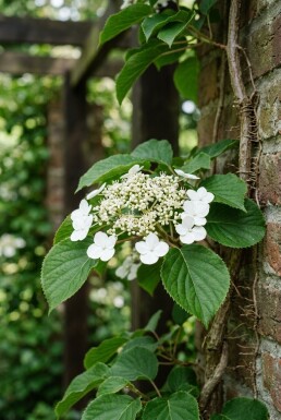 Hydrangea anomala subsp. petiolaris grimpant 60-80 cm C2