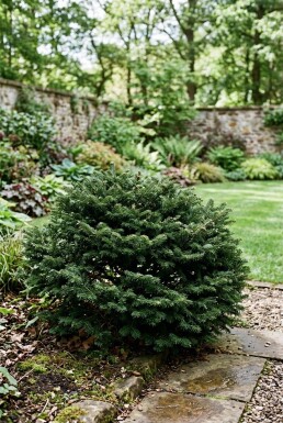 Abies balsamea 'Nana' Arbuste