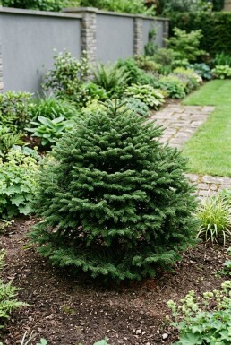 Abies balsamea 'Nana' Arbuste