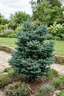 Abies koreana 'Blue Emperor' Arbuste