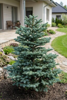 Abies koreana 'Blue Emperor' Arbuste