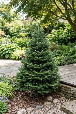 Abies koreana 'Brillant' Arbuste
