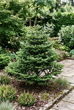 Abies koreana 'Brillant' Arbuste