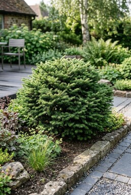 Abies koreana 'Cis' Arbuste