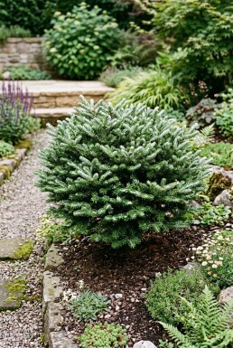 Abies koreana 'Kohout's Icebreaker' Arbuste