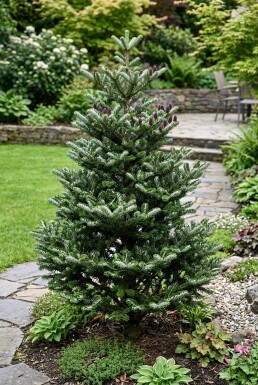 Abies koreana 'Silberlocke' Arbuste