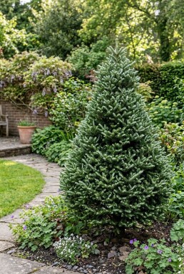 Abies koreana 'Silberlocke' Arbuste