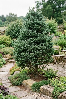 Abies lasiocarpa 'Compacta' Arbuste