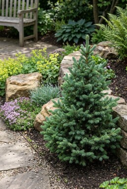 Abies lasiocarpa 'Compacta' Arbuste