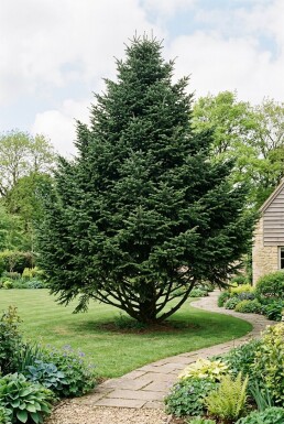 Abies nordmanniana Arbuste