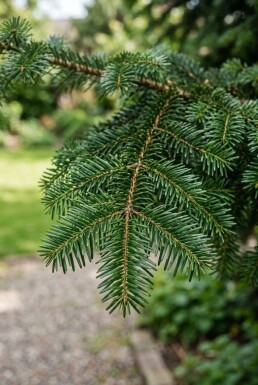 Abies nordmanniana Arbuste