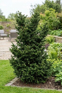 Abies nordmanniana 'Dobrichovice' Arbuste