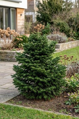 Abies nordmanniana 'Dobrichovice' Arbuste