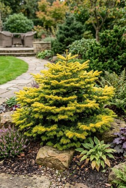 Abies nordmanniana 'Golden Spreader' Arbuste