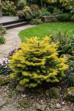 Abies nordmanniana 'Golden Spreader' Arbuste