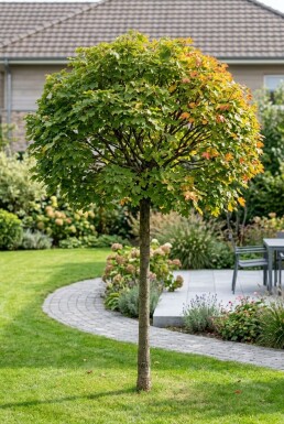Acer campestre 'Nanum' demi-tige