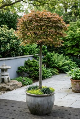 Acer palmatum 'Beni Maiko' Sur tige