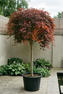 Acer palmatum 'Cascade Ruby' sur tige