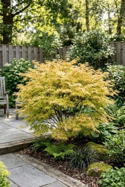 Acer palmatum 'Dissectum Flavescens' Arbuste