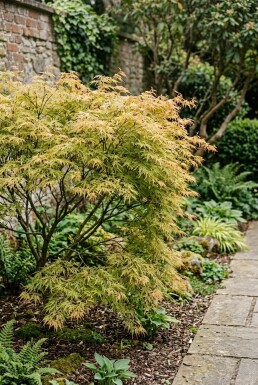 Acer palmatum 'Dissectum Flavescens' Arbuste