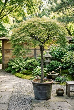 Acer palmatum 'Dissectum Viridis' Demi-tige