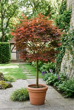 Acer palmatum 'Fireglow' sur tige
