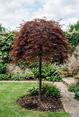 Acer palmatum 'Inaba-shidare' Sur tige