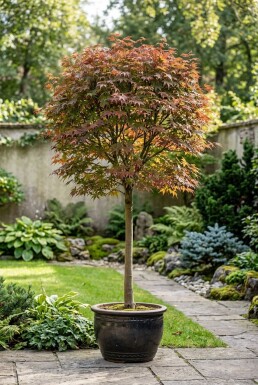 Acer palmatum 'Jerre Schwartz' sur tige