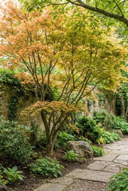 Acer palmatum 'Orange Dream'