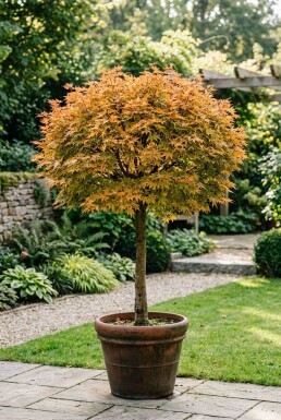 Acer palmatum 'Orange Dream' Sur tige