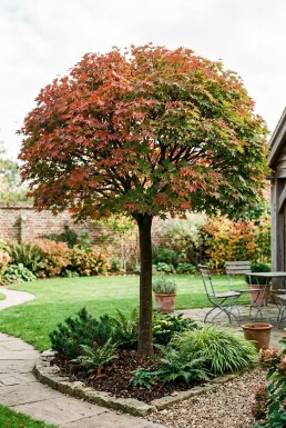 Acer palmatum 'Osakazuki' sur tige
