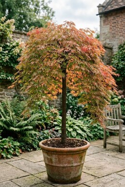Acer palmatum 'Ryusen' Sur tige