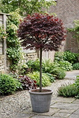 Acer palmatum 'Shaina' Sur tige
